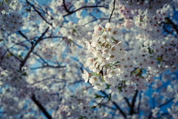 公園の桜