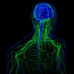 3D Illustration Human Brain With Nervous System Anatomy