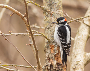 Downy woodpecker perched on the trunk of a tree.