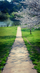湖畔の桜
