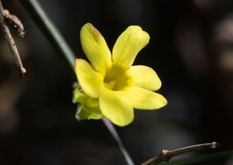 Fototapeta premium close up of yellow flowers