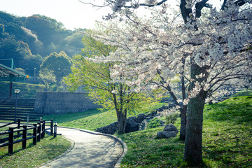 公園の桜