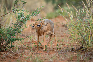 Damara-Dikdik (Madoqua kirkii) in Namibia