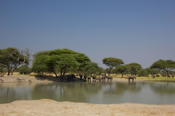 Billabong in Tanzania with elephants under baobabs