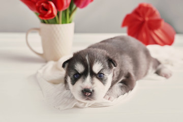 Newborn Siberian Husky puppy.