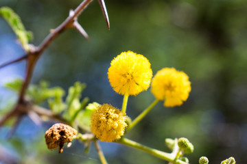 Low angle of Acacia tree branch with flowers against blue sky, South Africa