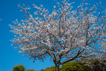 公園の桜