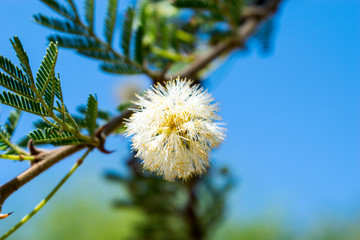 Low angle of Acacia tree branch with flowers against blue sky, South Africa