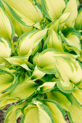 Fototapeta premium Close-up view of leaves hosts on in the garden with copying space. Selective focus