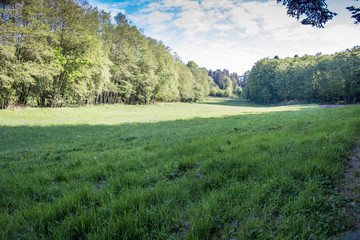 Waldlandschaft im Hotzenwald, Germany