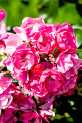 pink roses in garden