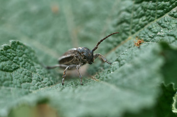 black ground beetle on stones, macro photo