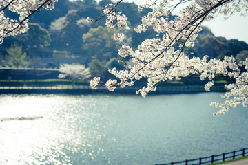 湖畔の桜