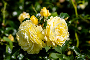 yellow flowers in the garden