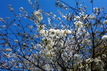 White blossom in spring.