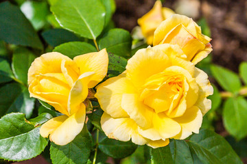 yellow flowers in the garden