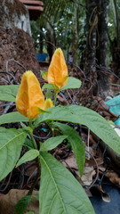 yellow flowers in the garden