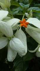 white tiger lily