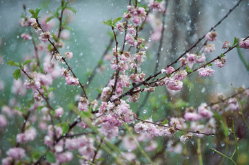 young sakura flowers in the pouring rain in spring