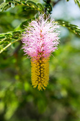 CU pink and yellow Acacia flower on tree, South Africa