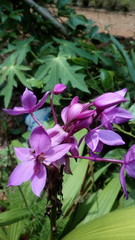 pink and purple flowers
