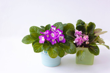 Two flower pots with violets pink and purple stand on a white background
