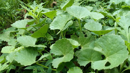 green leaves in the garden
