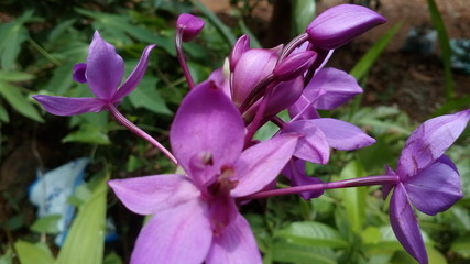 purple crocus flowers
