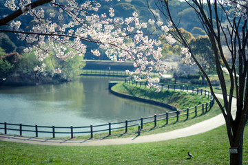 湖畔の桜