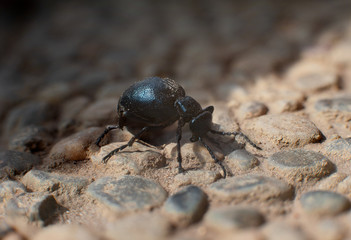 black ground beetle on stones, macro photo