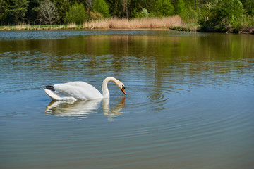 white swan floating on the lake