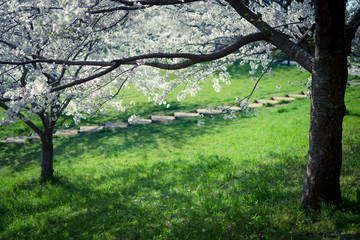 公園の桜