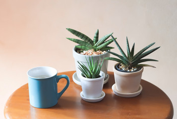  plant pots of Sansevieria or snake plant and blue coffee mug on wooden table  with morning sunlight,stay safe, self isolation, quarantine concept.