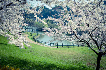湖畔の桜