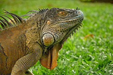 IGUANA MACHO