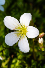 white magnolia flowers in the garden