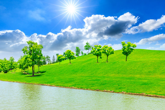 Green grass and tree on a sunny day.