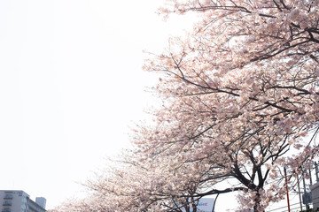 桜　CG素材