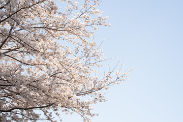 桜　CG素材
