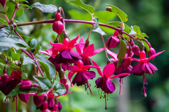 pink and red fuchsia flowers