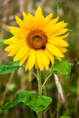 sunflower in the garden