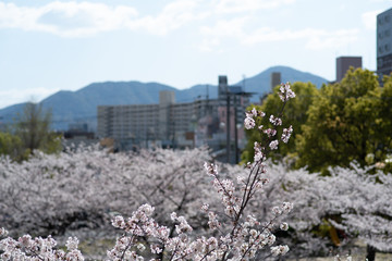 桜