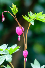 pink broken heartblossom