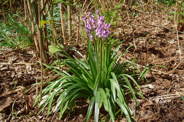 Wild hyacinth in the spring forest