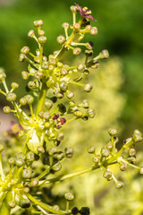 yellow flowers in the garden