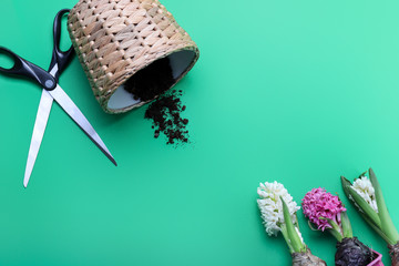 Composition with beautiful hyacinth plants on color background