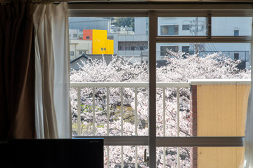 桜の見える部屋