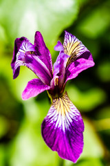 iris  purple flowers