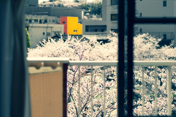 桜の見える部屋