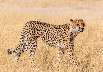 Fototapeta na wymiar Cheetah in the Kruger National Park, South Africa